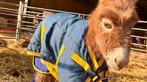 Baby donkey Moon has been missing from the farm since Monday. 