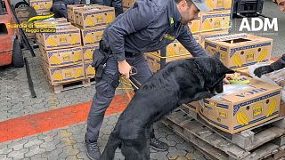In this image taken from a video provided by the Italian Finance Police, an officer indicates to his dog where to search for cocaine among a load of bananas,