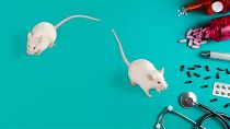 موش‌ها در تحقیقات آزمایشگاهی