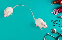 موش‌ها در تحقیقات آزمایشگاهی