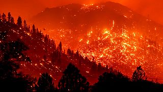 ABD'nin Kaliforniya eyaletinde orman yangını (arşiv) 