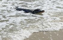 تمساح يسبح قرب شاطئ جزيرة داوفين