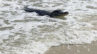 تمساح يسبح قرب شاطئ جزيرة داوفين