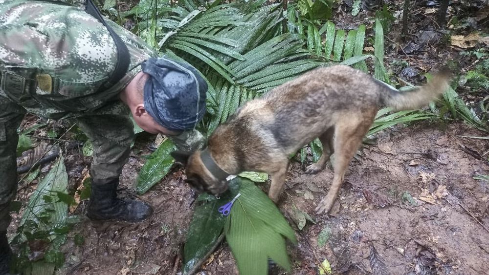 Encuentran vivos a 4 niños tras estrellarse su avión en la jungla  colombiana hace 17 días | Euronews