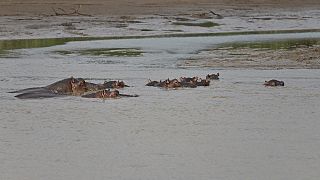 Malawi : le bilan monte à 7 morts dans la collision avec l'hippopotame