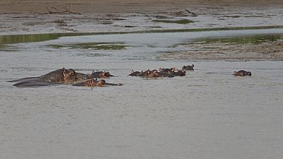 Death toll up to 7 after hippo capsized canoe in Malawi; 17 missing