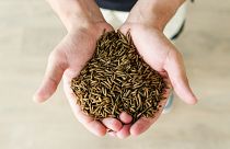 Black soldier fly larvae produced by EU-based company FlyFeed. 