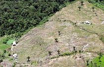 FILE&ILLUSTRATION: virgin rainforest in Colombia's Sierra Macarena Natonal Park on Aug. 26,2005.
