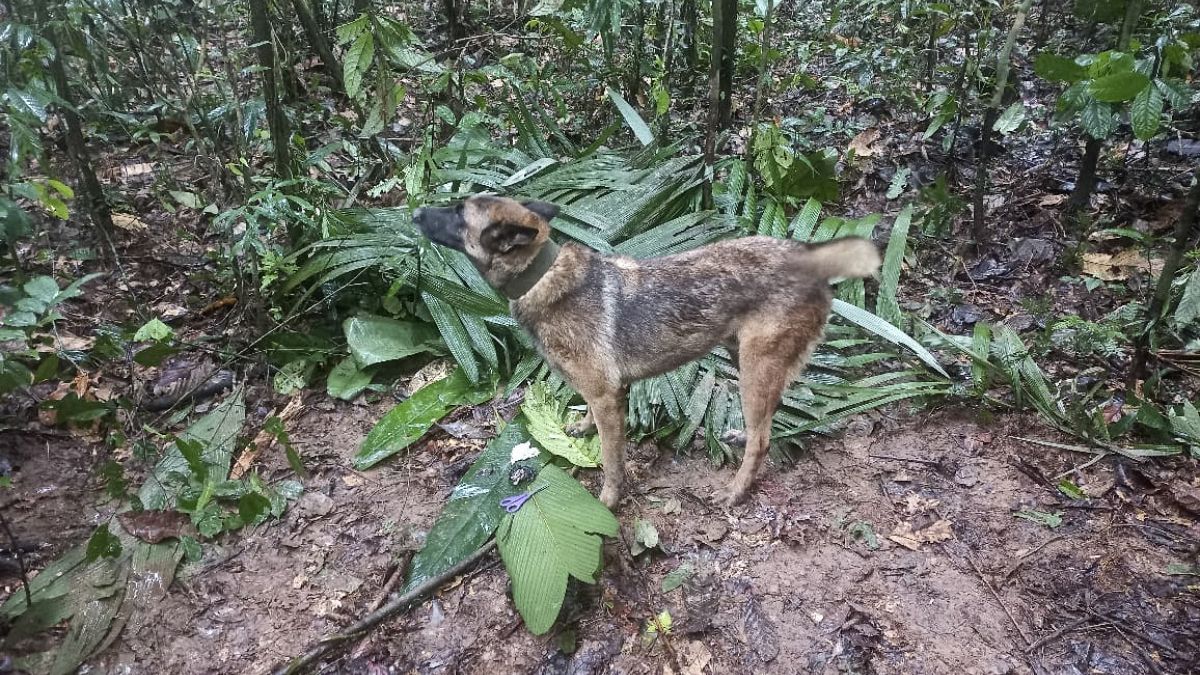 Φωτογραφία του στρατού της Κολομβίας: Σκύλος που αναζητά ίχνη των παιδιών βρήκε ένα ψαλίδι