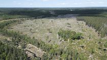 Bosques más grandes y sanos: ¿cómo proteger nuestros 'almacenes' de carbono?