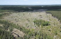 Milyen alternatív módszerekkel lehet megelőzni az erdők pusztulását?