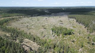 Florestas maiores e mais saudáveis: como podemos proteger os nossos sumidouros de carbono?