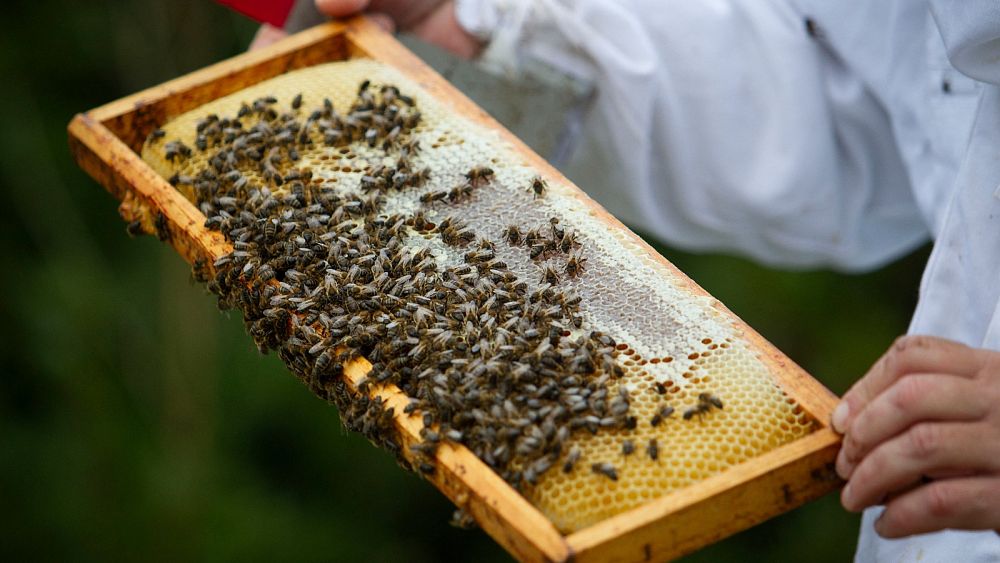 Commerciële bijenkorven worden steeds populairder in Europa!