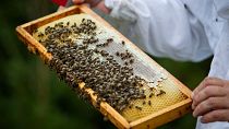 DATEI: Imker Marti Mascaro inspiziert eine mit Bienen besetzte Wabe auf seiner Honigfarm, wo er Bio-Honig in Pollenca, Mallorca, herstellt