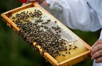 L'apicoltore Marti Mascaro ispeziona un favo ricoperto di api, nella sua azienda agricola dove produce miele biologico a Pollenca, Maiorca