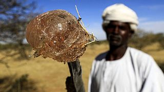 Gum arabic threatened by the war in Sudan