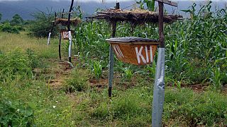 Bees help Kenyan farmers stop elephants from feeding on crops