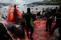 Fischer und Freiwillige ziehen am 29. Mai 2019 in Torshavn auf den Färöer-Inseln Grindwale an Land, die sie bei einer Jagd getötet haben, während das Blut das Meer rot färbt.