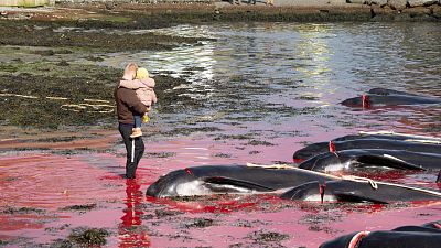 The first pilot whale hunt of 2024 in Klaksvik, Faroe Islands.