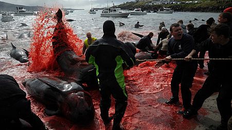 Fishermen and volunteers pull on the shore pilot whales they killed during a hunt, as blood turned the sea red, on May 29, 2019 in Torshavn, Faroe Islands. 