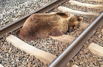 الدب الذي قتل في حادث تصادم مع قطار في ولاية سالسبورغ النمساوية