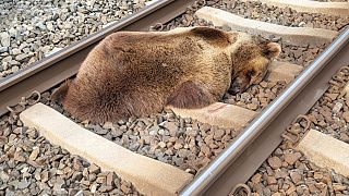 الدب الذي قتل في حادث تصادم مع قطار في ولاية سالسبورغ النمساوية 