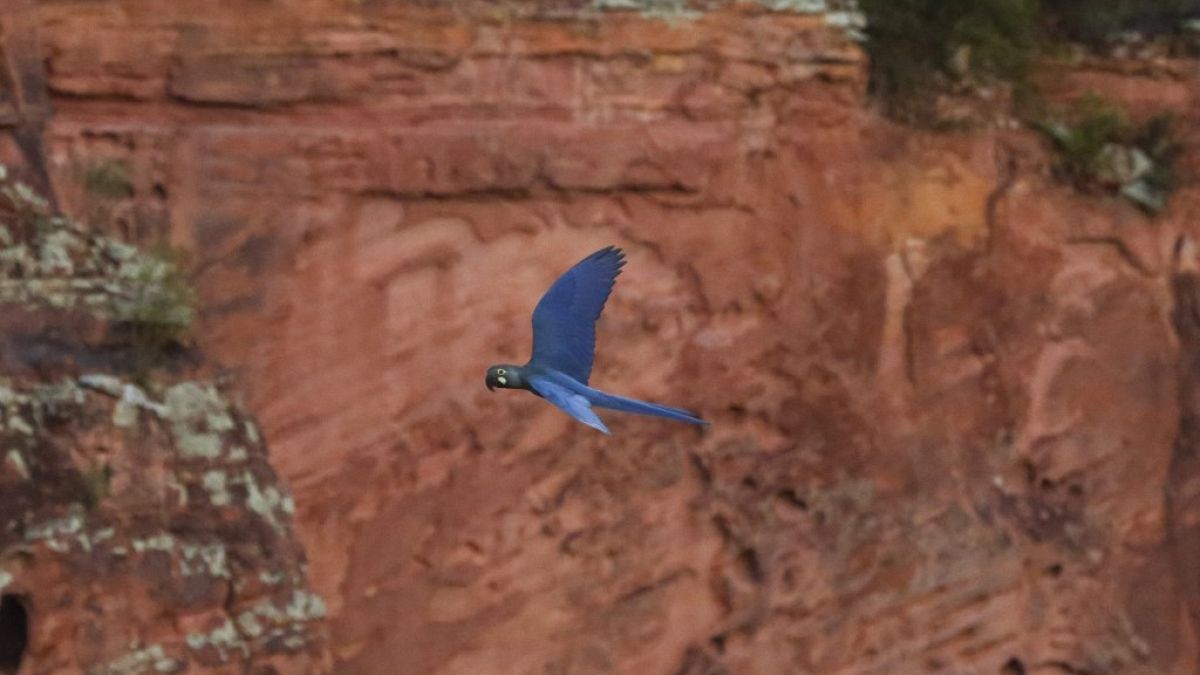   ببغاء أزرق مهدد بالانقراض يطير فوق محمية بالقرب من مجمع لطاقة الرياح في كانودوس، ولاية باهيا، البرازيل، 5 مايو 2023