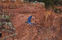   ببغاء أزرق مهدد بالانقراض يطير فوق محمية بالقرب من مجمع لطاقة الرياح في كانودوس، ولاية باهيا، البرازيل، 5 مايو 2023