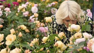 Queen Camilla at this year's female-led Chelsea Flower Show