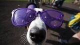 A dog wears purple sunglasses during the "bark in the park" promotion before the start of a baseball game between the Arizona Diamondbacks and Colorado Rockies, 13 Aug 2019