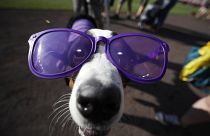 A dog wears purple sunglasses during the "bark in the park" promotion before the start of a baseball game between the Arizona Diamondbacks and Colorado Rockies, 13 Aug 2019