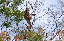 An orangutan in a swath of jungle destroyed by fire in Indonesia. The palm oil industry is shrinking the animals' habitat, but a CBI might be an alternative for workers. 