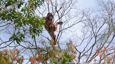 An orangutan in a swath of jungle destroyed by fire in Indonesia. The palm oil industry is shrinking the animals' habitat, but a CBI might be an alternative for workers. 