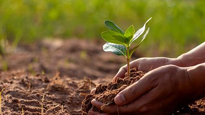 Biochar is particularly successful at lowering nitrous oxide emissions.