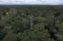 Épül egy szén-dioxid torony az őserdőben