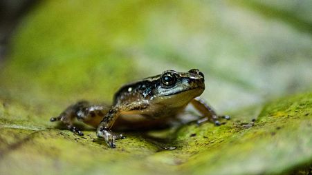 A specimen of the Mucuchies frog (Aromobates zippeli), an endangered species on the verge of extinction, in Merida, Venezuela.