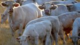 A herd of Charolais cows, in a meadow in Saint Cosmes-en-Vairais northwestern France.