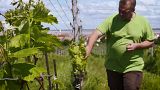 A klímaváltozás miatt új szőlőfajtákból készül bor Ausztriában