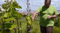 Die Folgen des Klimawandels verändern den Weinanbau