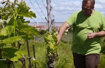 A klímaváltozás miatt új szőlőfajtákból készül bor Ausztriában