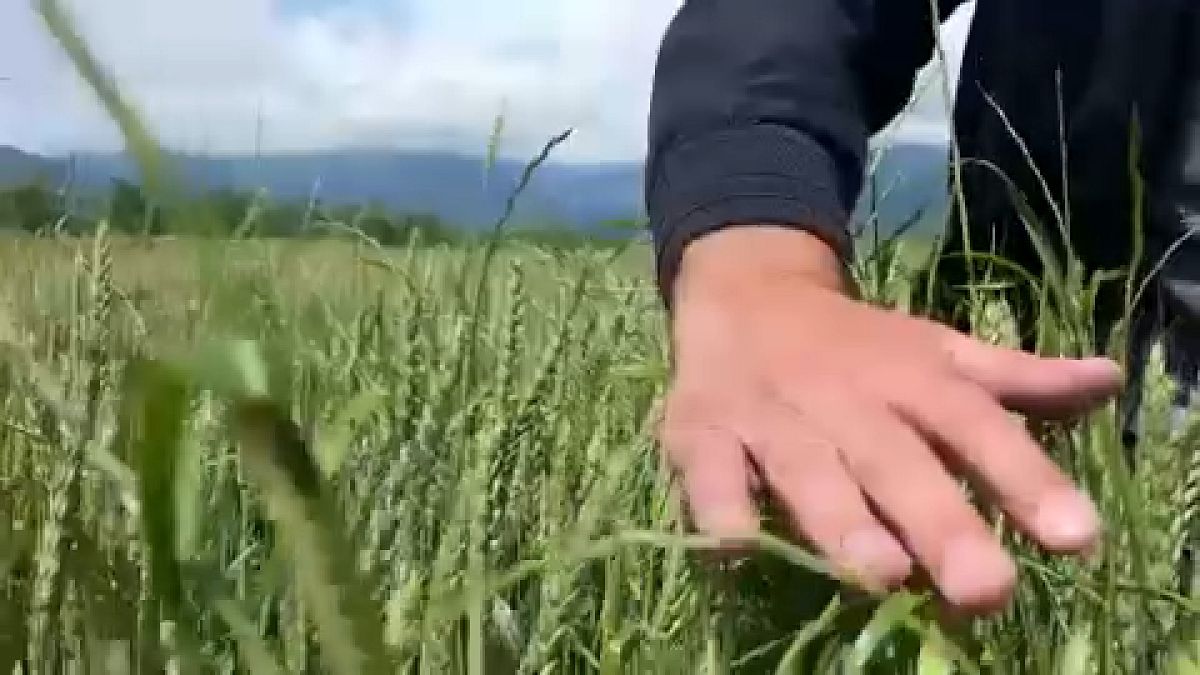 Campo de trigo en Georgia.