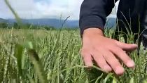 Un champ de blé en Géorgie