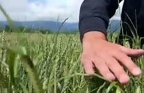 Un champ de blé en Géorgie
