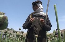 عنصر أمني بحركة طالبان في حقل مزروع بالخشخاش