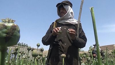 عنصر أمني بحركة طالبان في حقل مزروع بالخشخاش