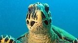 Sea turtles have been given legal rights in Panama.