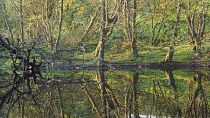 Argaty visitors have the chance to see beavers at golden hour, and learn about their crucial role in promoting biodiversity.
