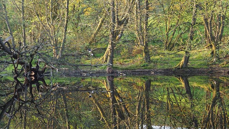 Wildlife safaris in the UK: My weekend spotting beavers on a rewilding