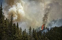 Orman yangınlarından kaynaklanan duman insan sağlığı için tehlikeli olabilir