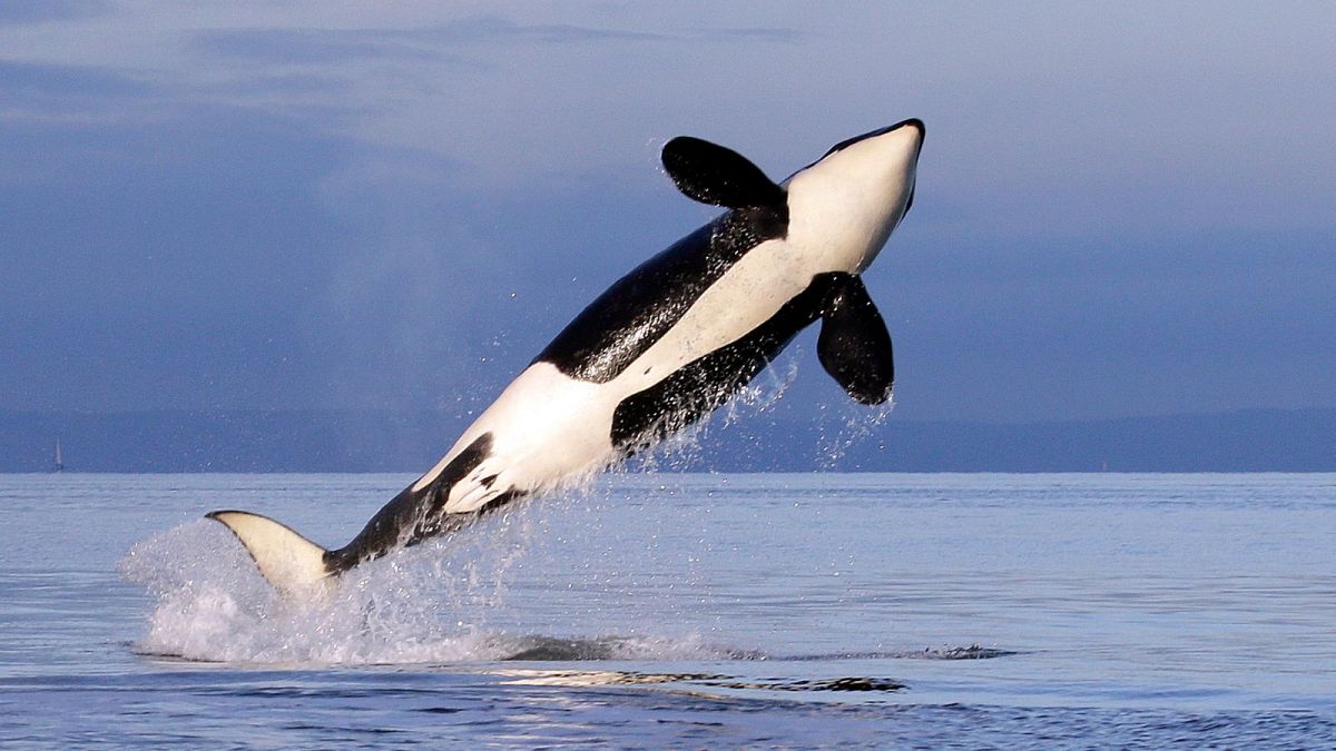 A female orca whale breaches while swimming in Puget Sound near Bainbridge Island, Washington.